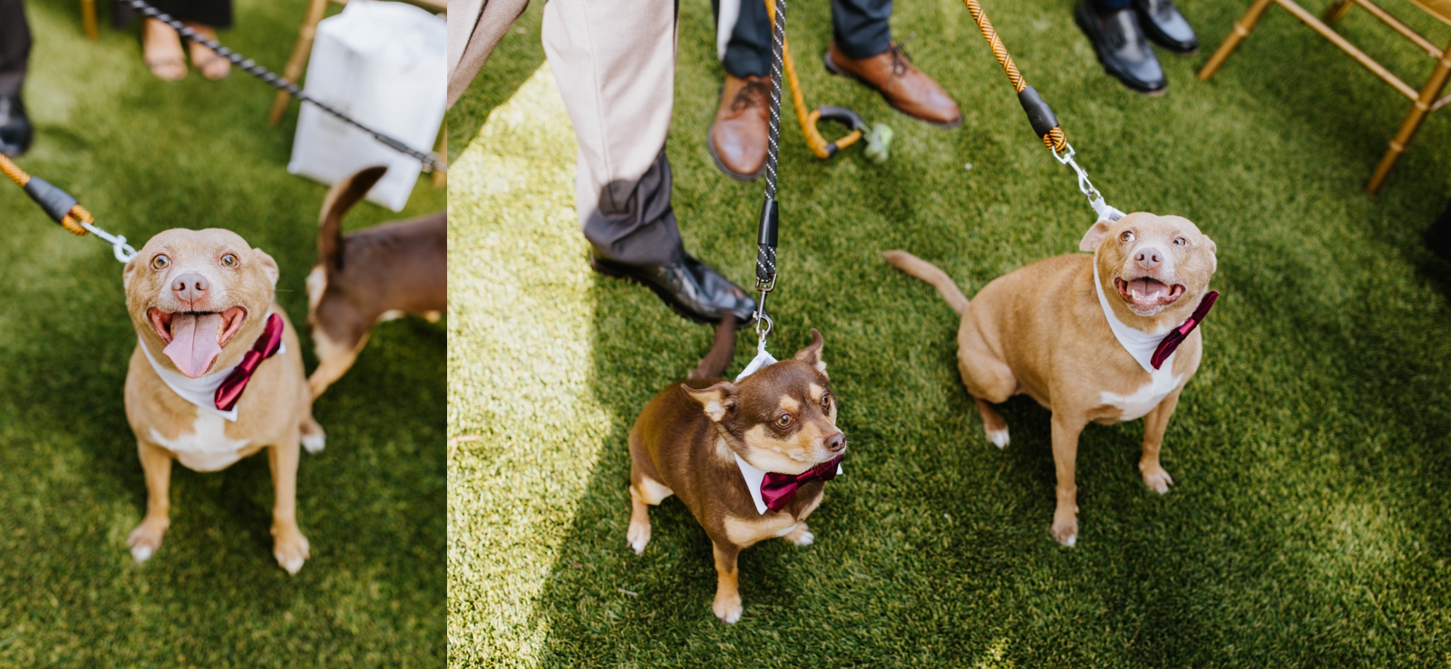 dogs at wedding; dog ring bearers