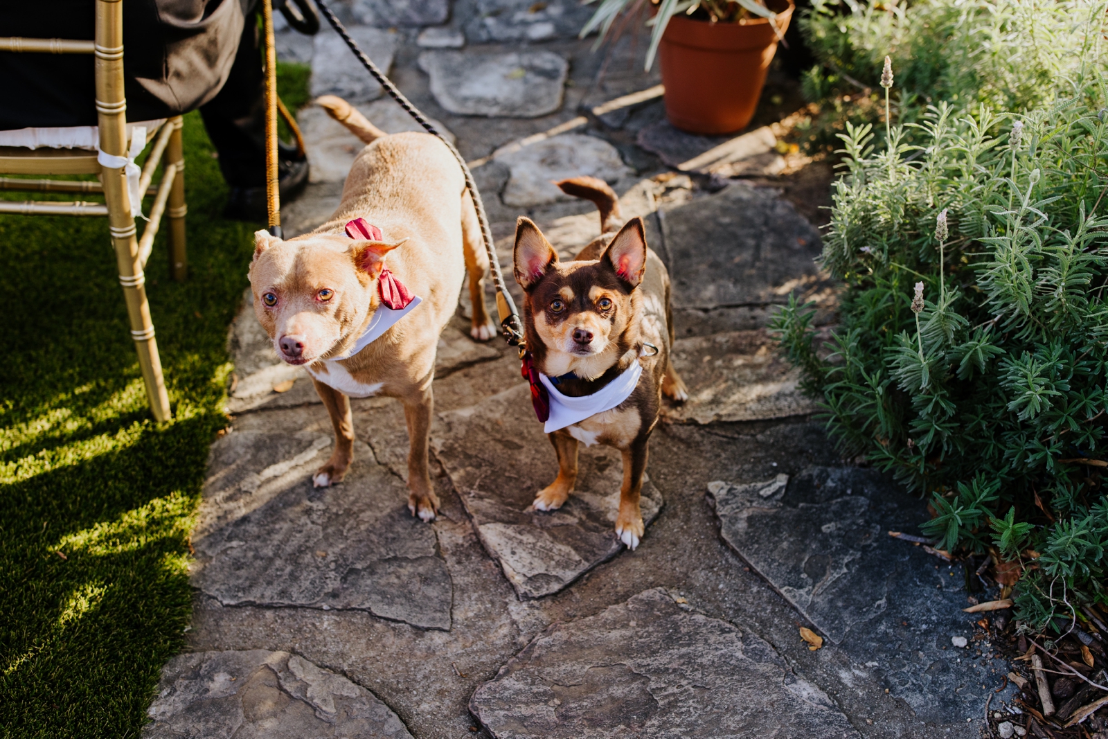 wedding pups; dog ring bearers